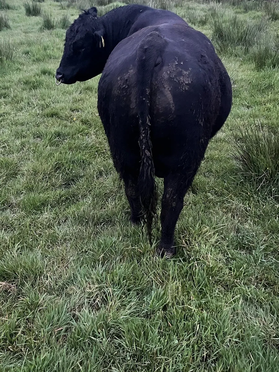 Pedigree Angus Bull - Image 2