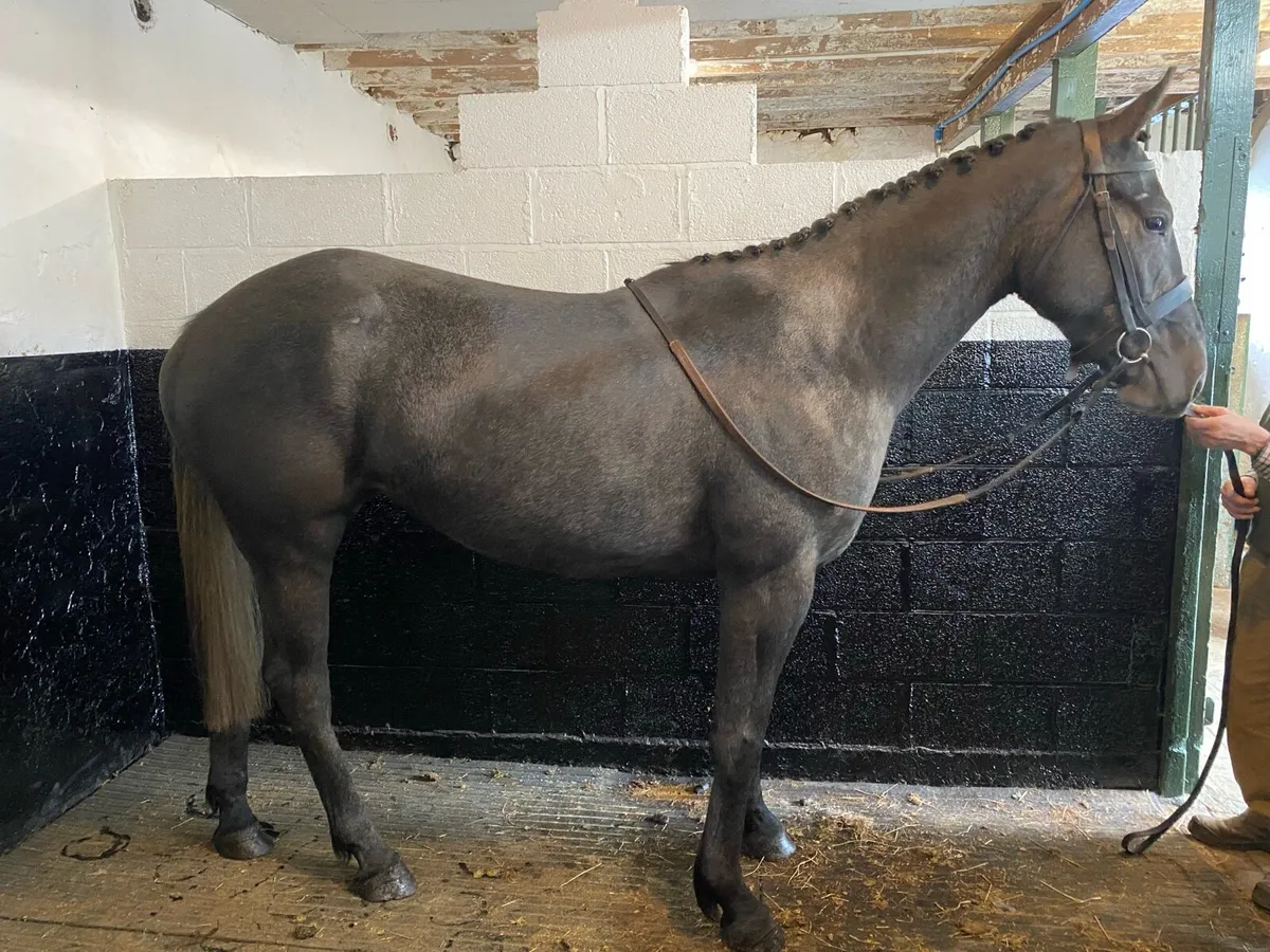 3 year old sport horse - Image 1