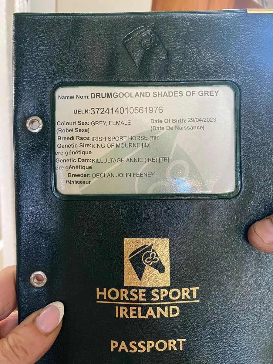 3 year old sport horse - Image 3