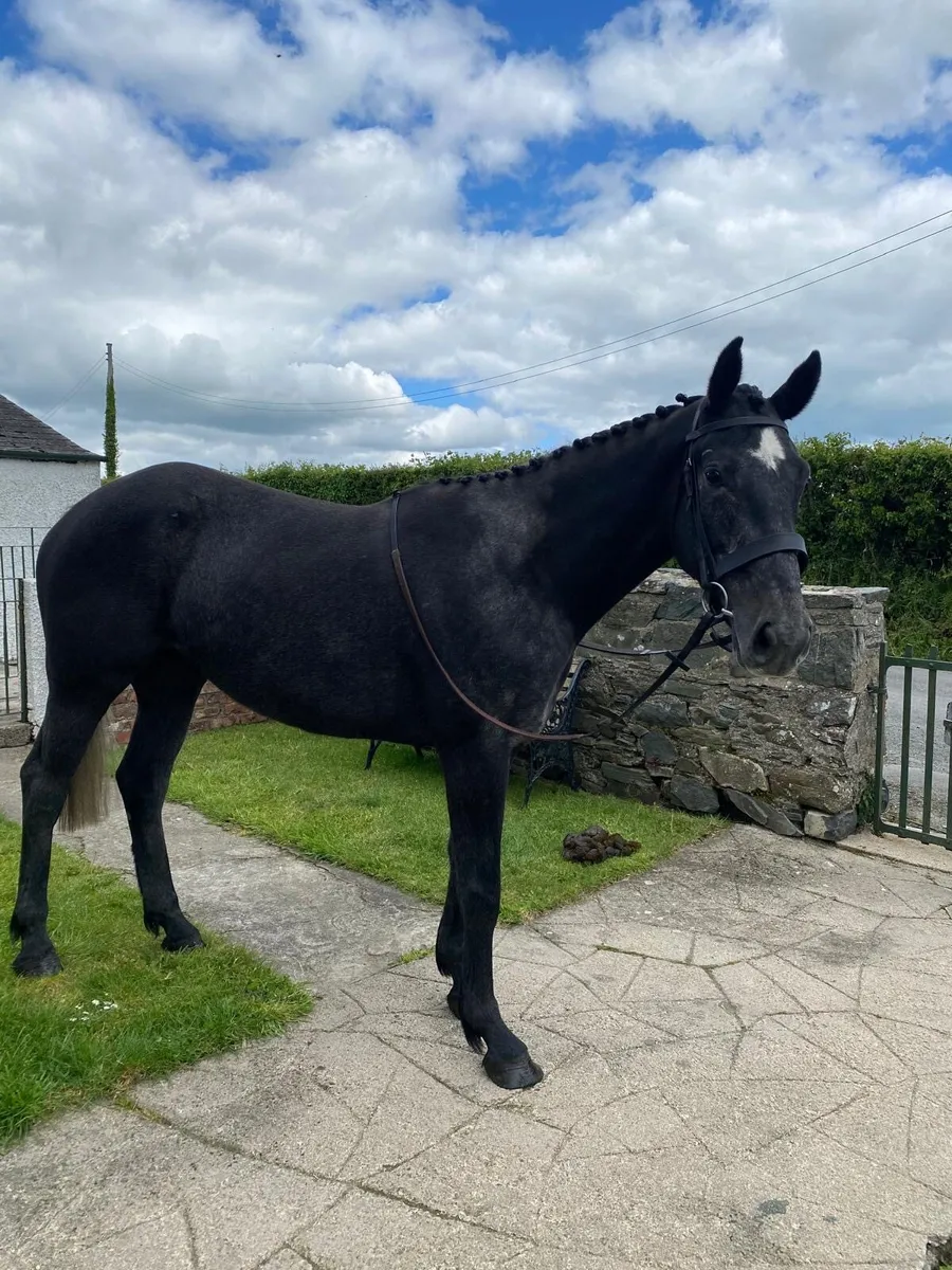 3 year old sport horse - Image 2