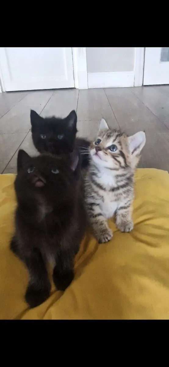 Kittens - Image 1