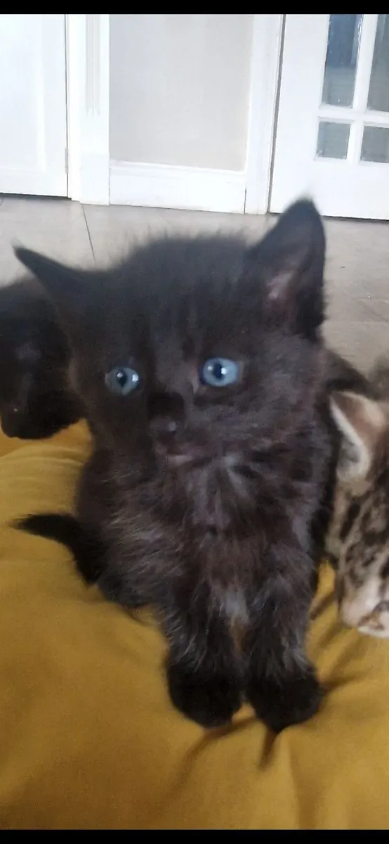Kittens - Image 2