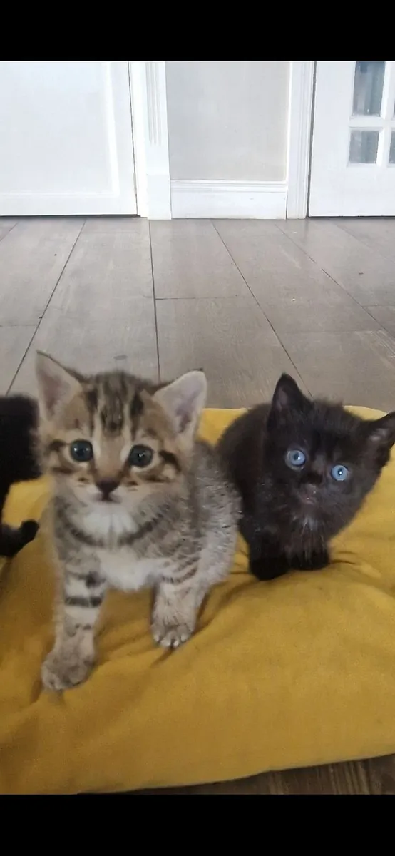 Kittens - Image 3