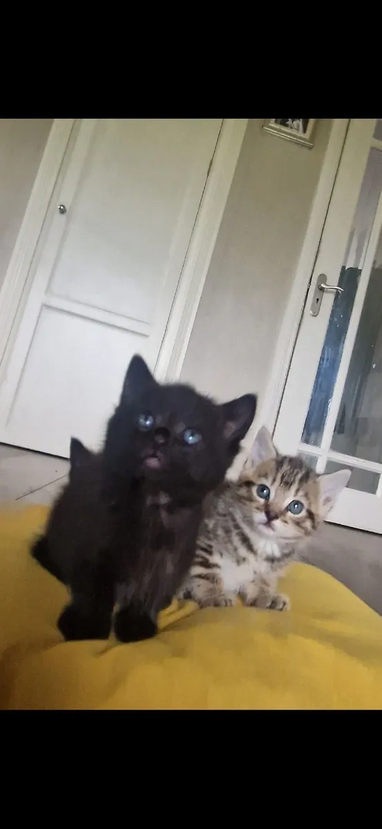 Kittens - Image 4