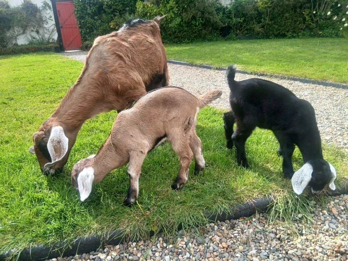 Goats for sale - Image 1
