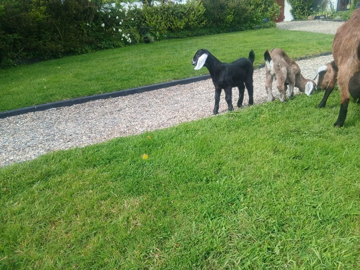 Goats for sale - Image 3