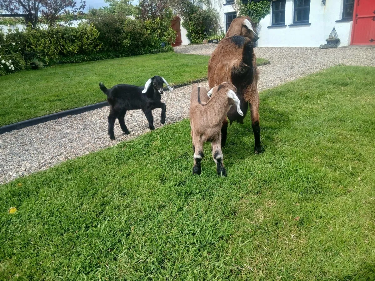 Goats for sale - Image 4