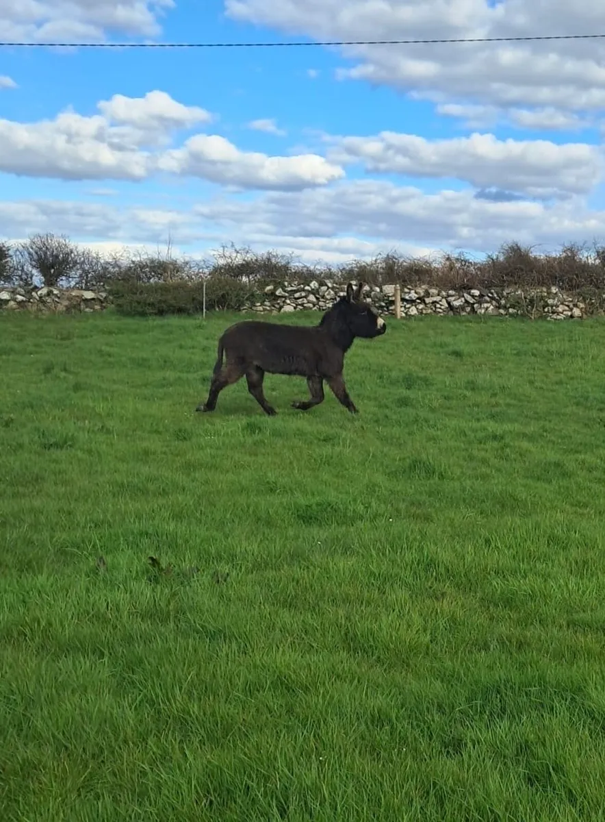 Donkey