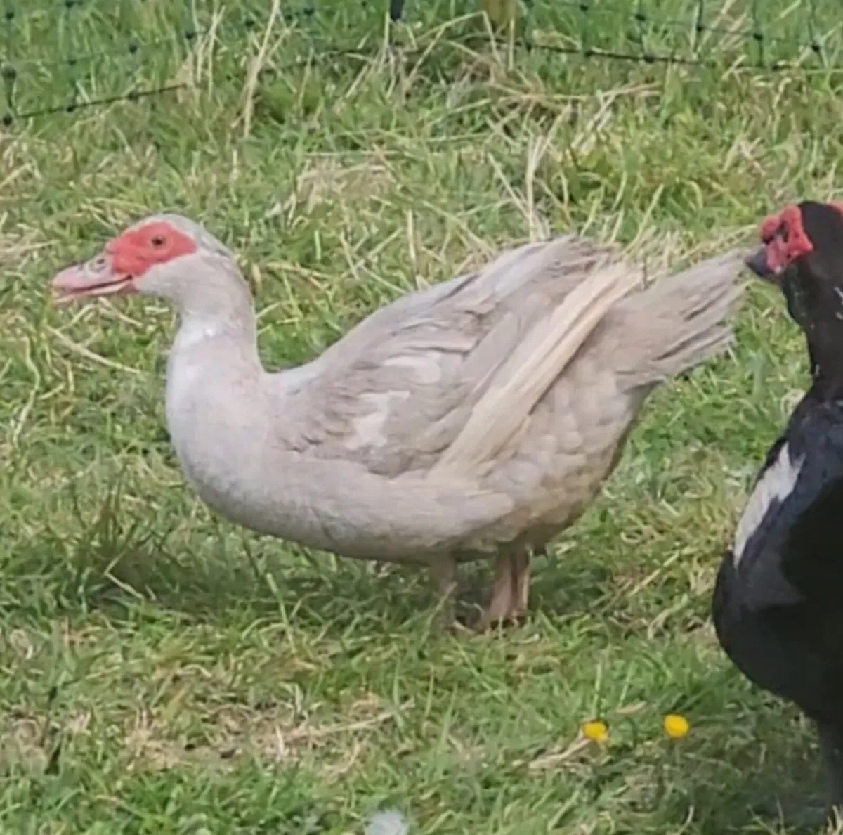 MUSCOVY TRIO - Image 1