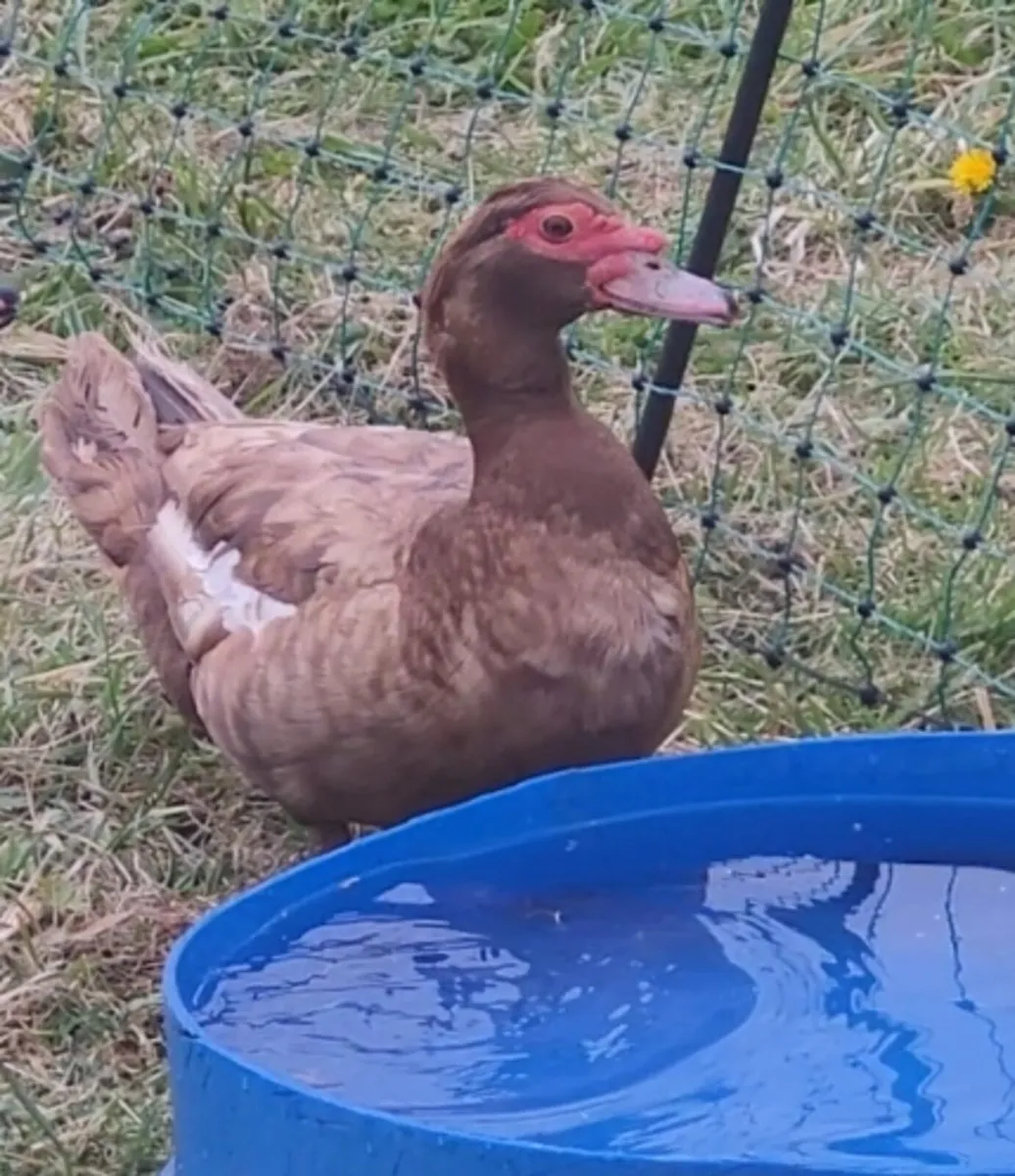 MUSCOVY TRIO - Image 2