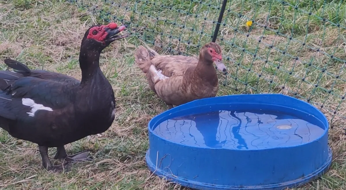 MUSCOVY TRIO - Image 3