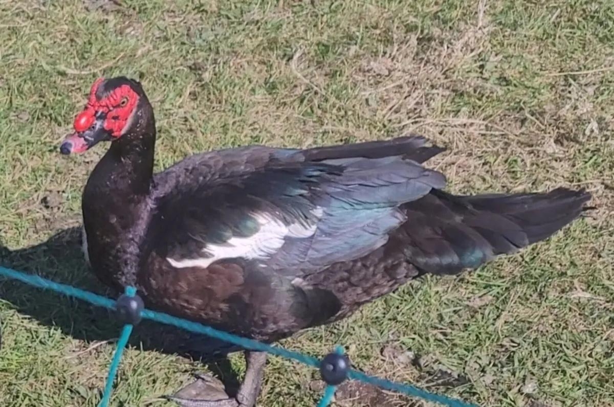 MUSCOVY TRIO - Image 4