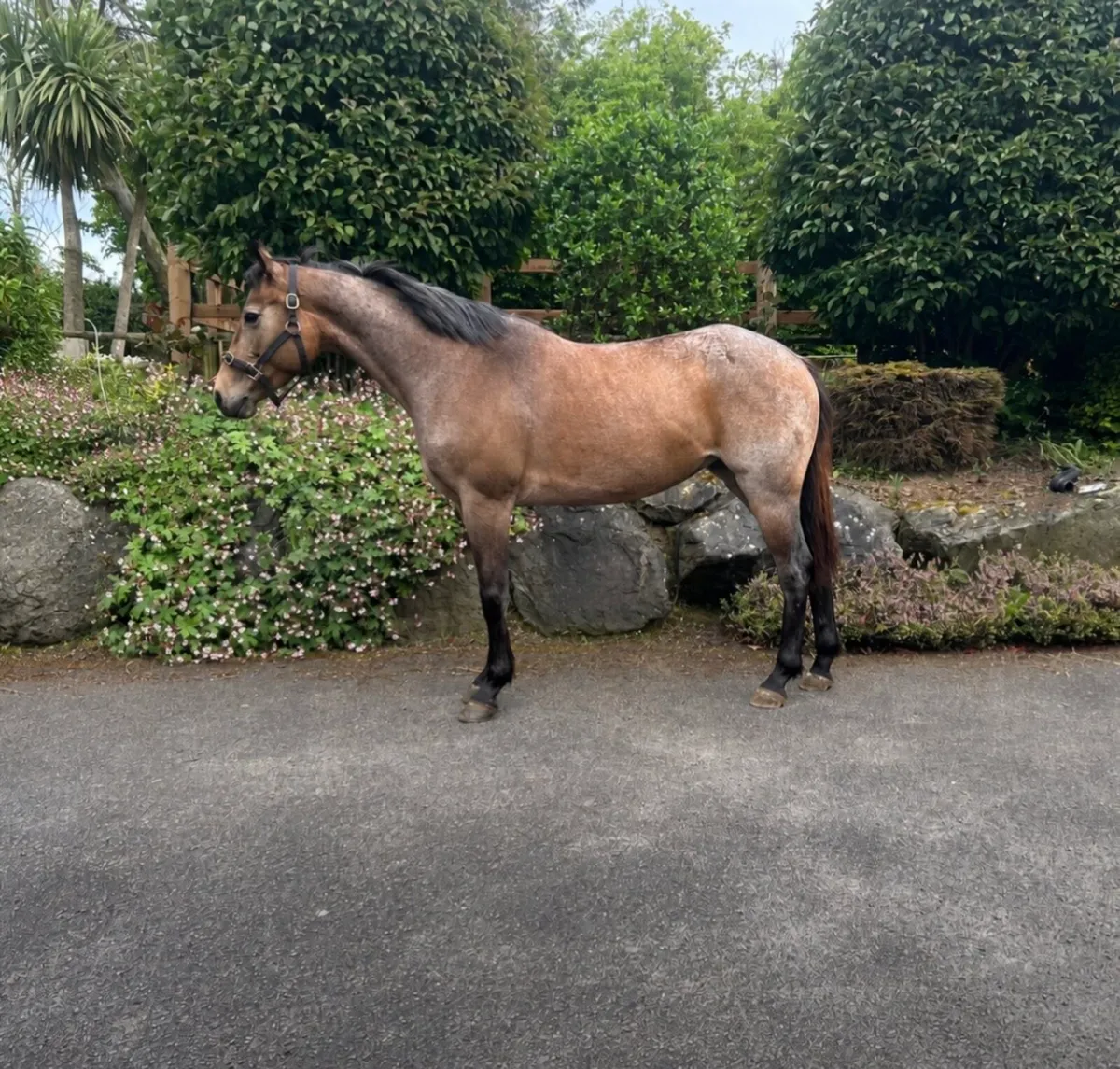 4 year old by moveen lockdown strawberry roan - Image 1