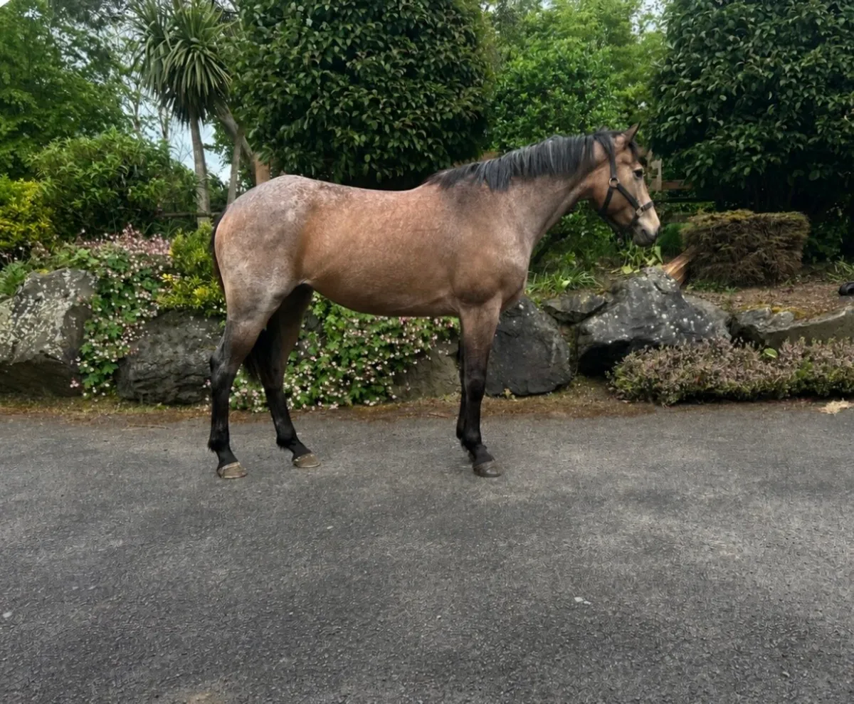4 year old by moveen lockdown strawberry roan - Image 2