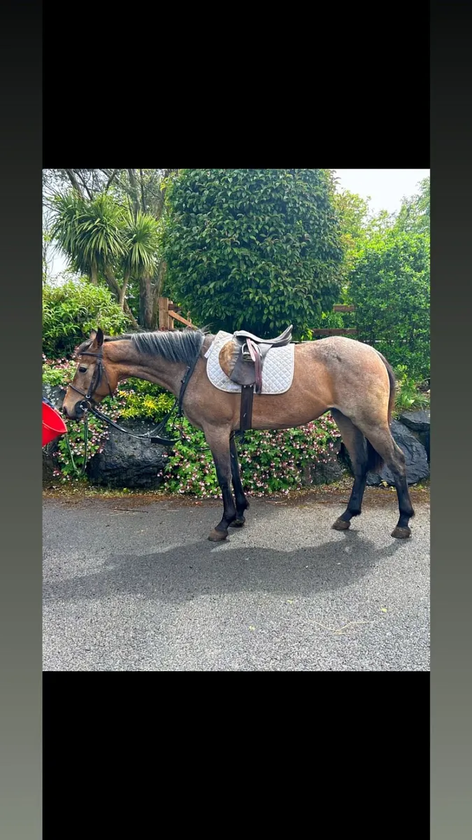 4 year old by moveen lockdown strawberry roan - Image 3