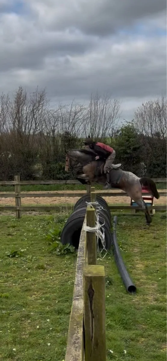 4 year old by moveen lockdown strawberry roan - Image 4