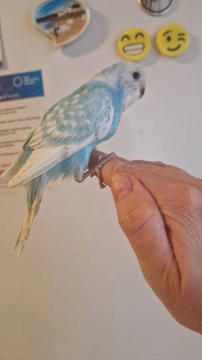 Handreared and Tamed Budgies - Image 4