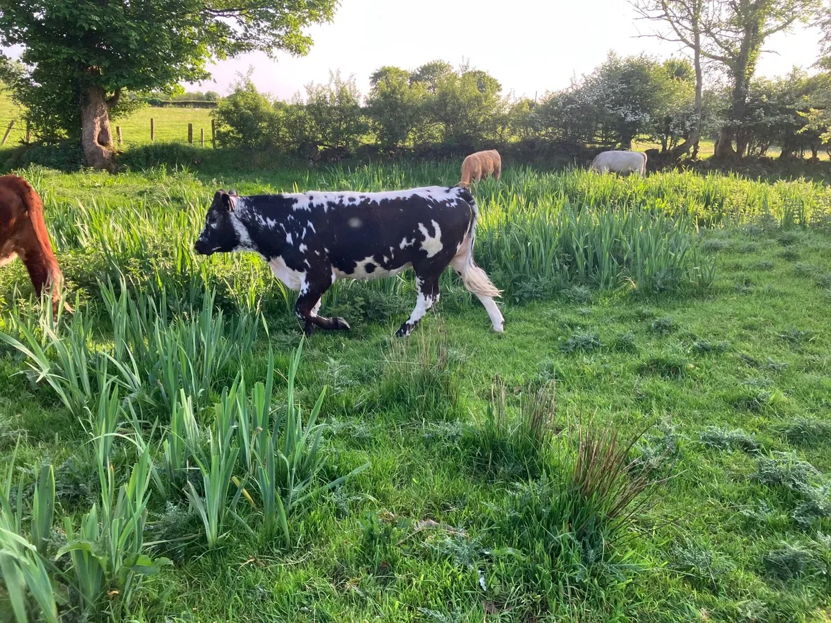 Organic Cattle - Image 3
