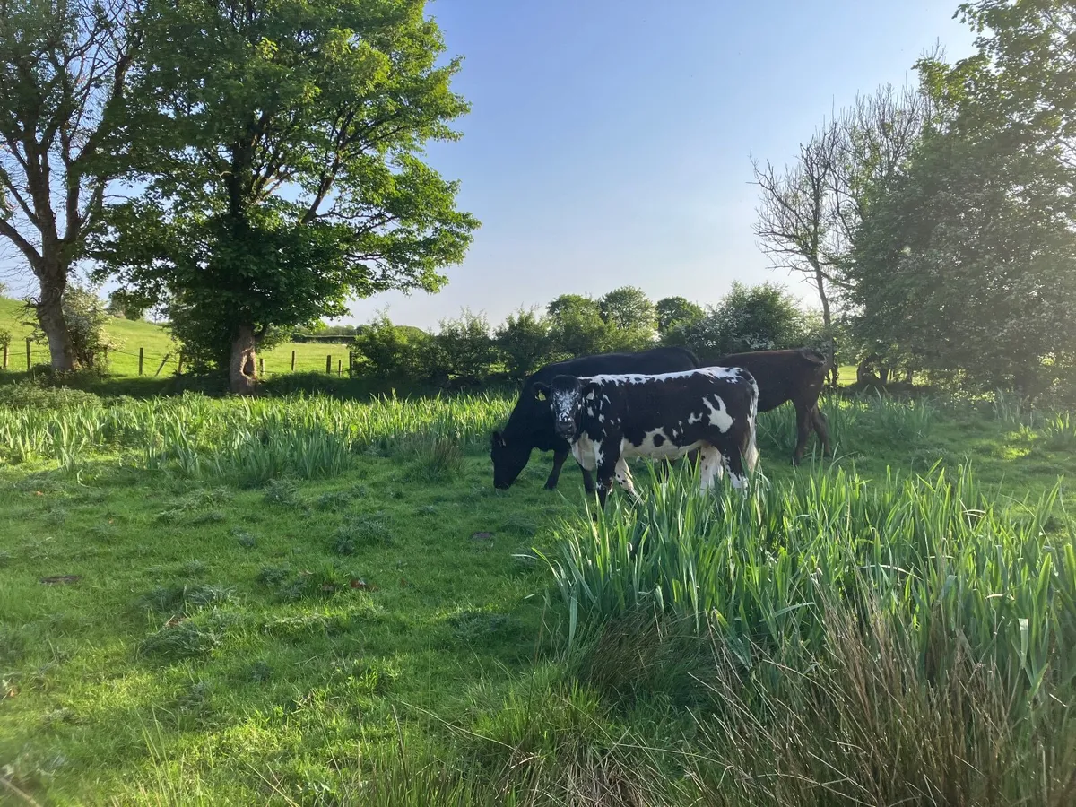 Organic Cattle - Image 4