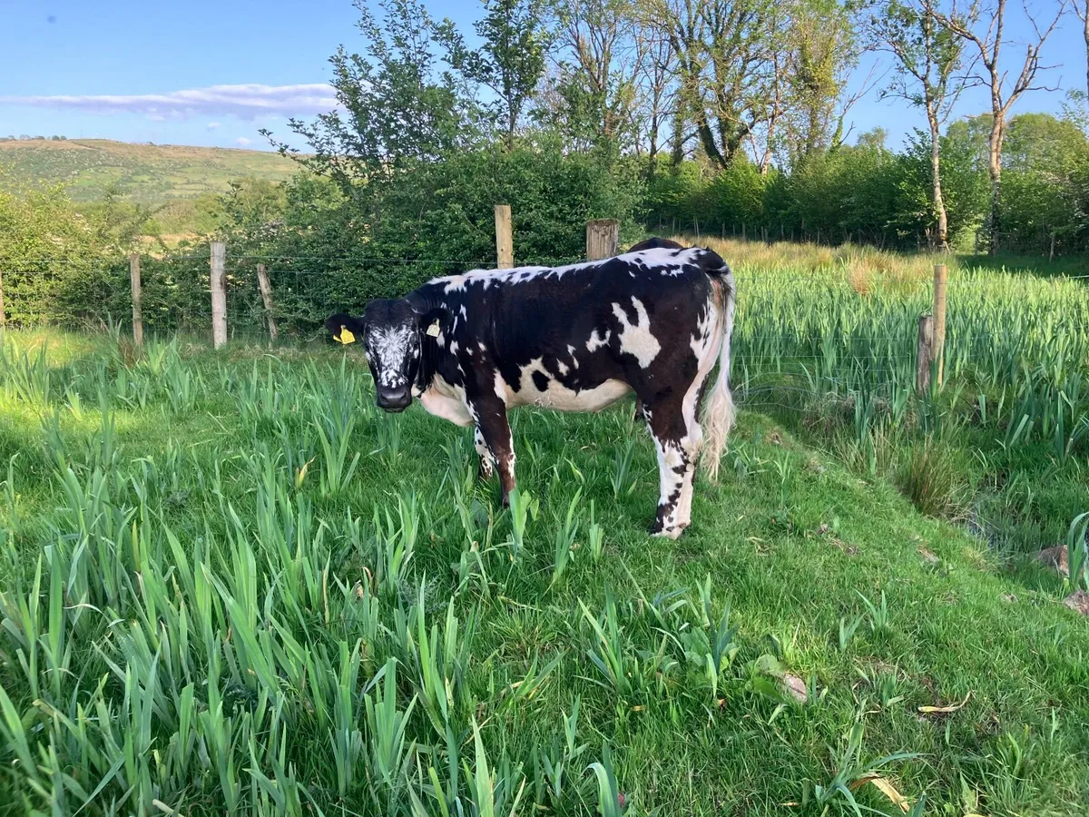 Organic Cattle - Image 1