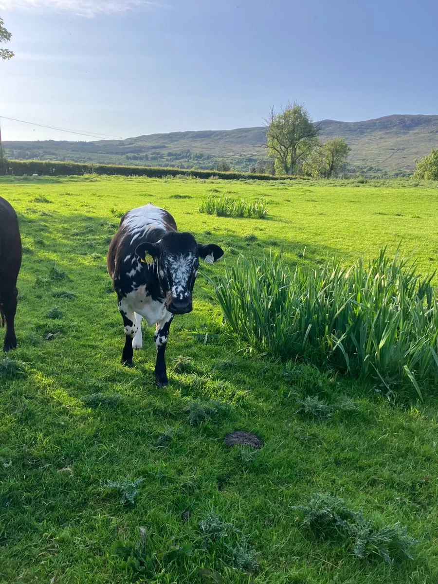 Organic Cattle - Image 2