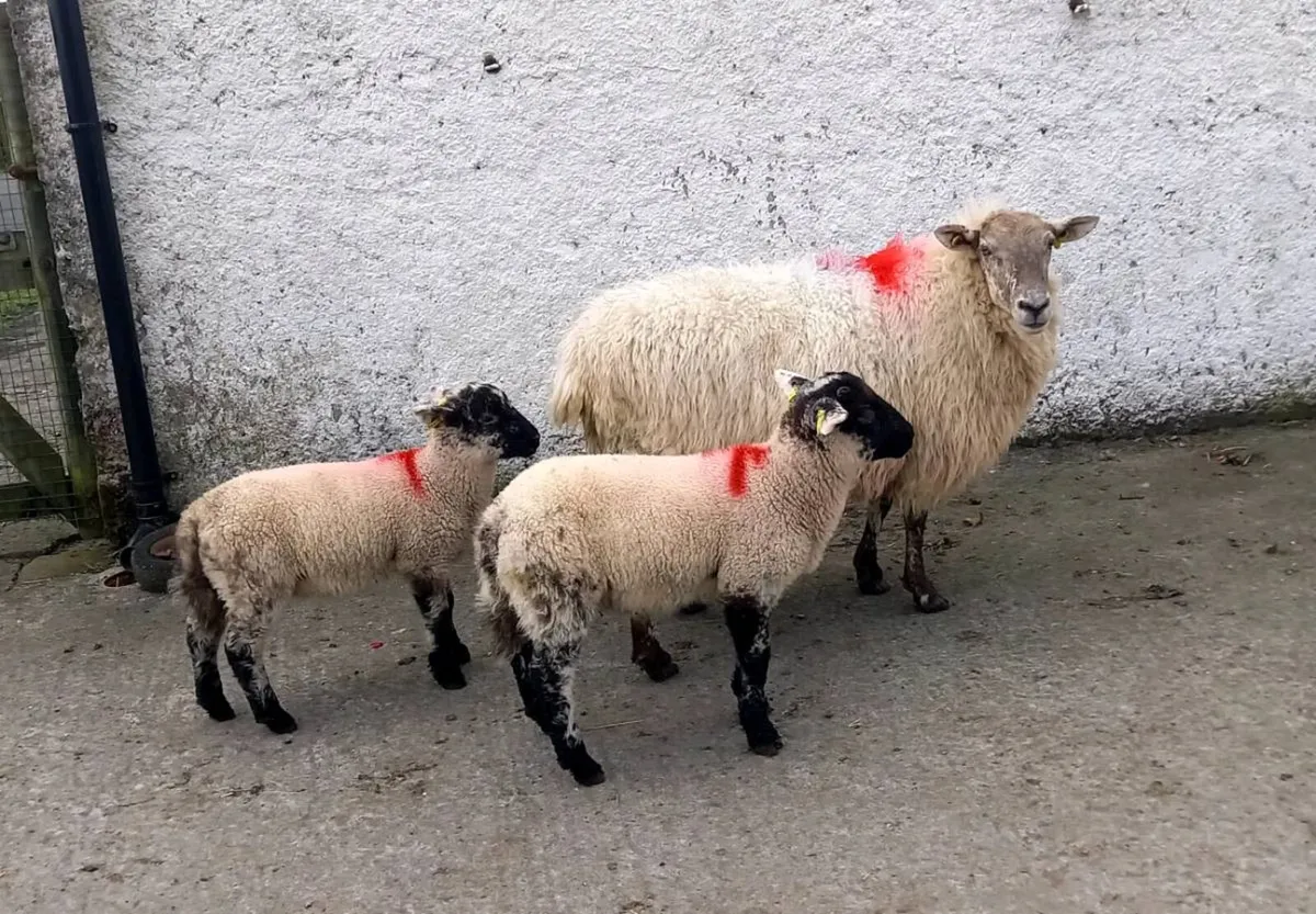 TEXEL  CROSS  EWE WITH  LAMBS