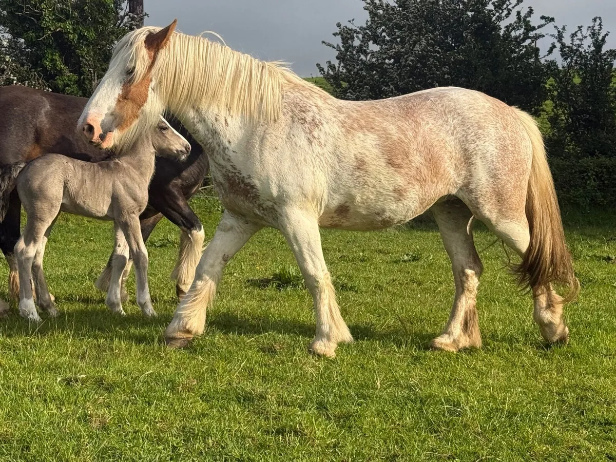 Cob filly - Image 2