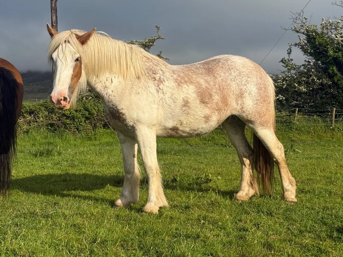 Cob filly - Image 3