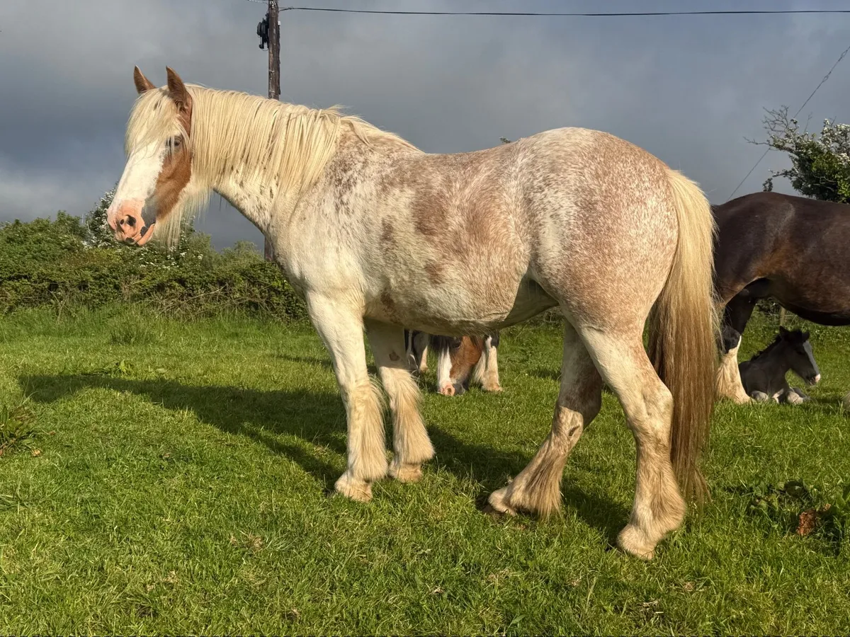 Cob filly - Image 4