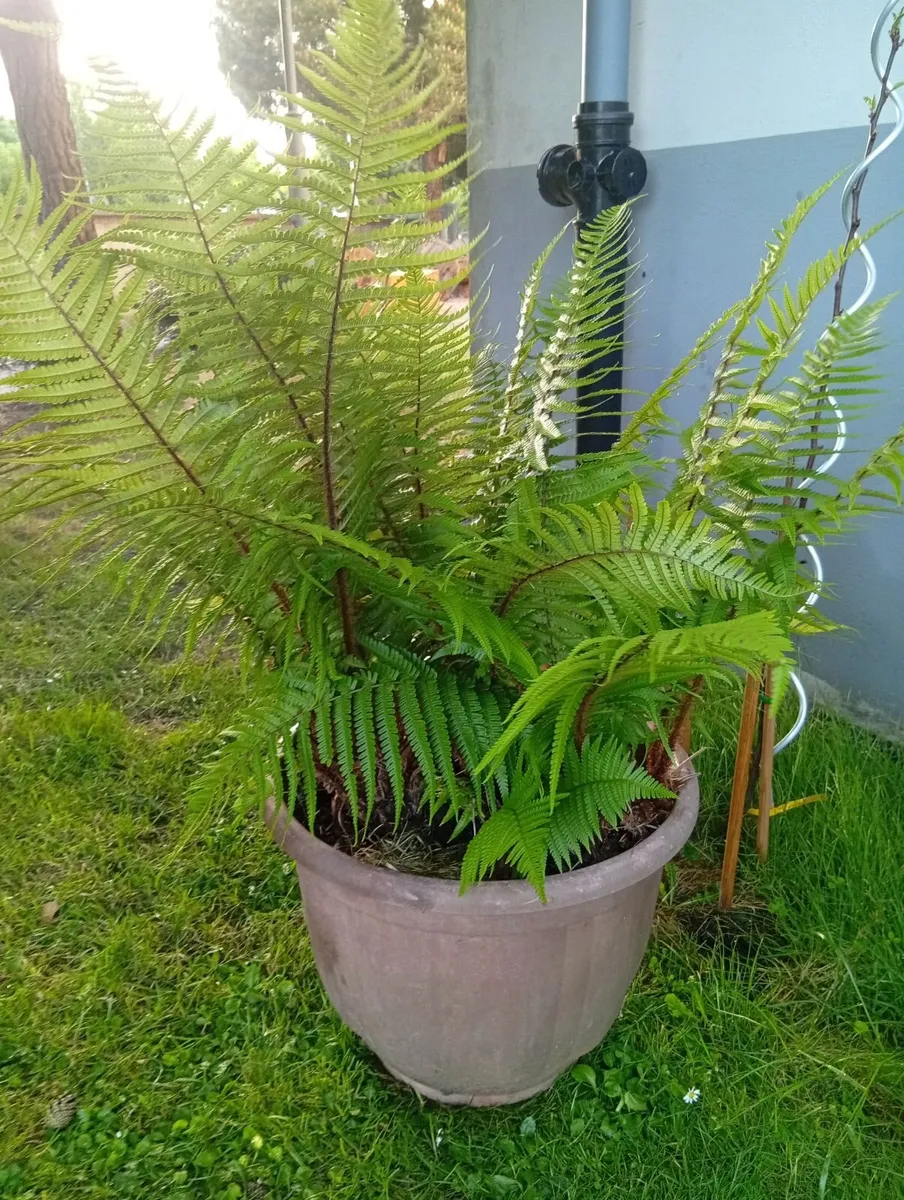 Large Ostrich Fern in the  pot - Image 4