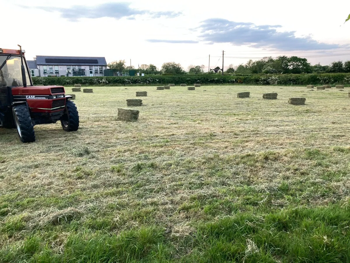 Square Bales of hay. - Image 3