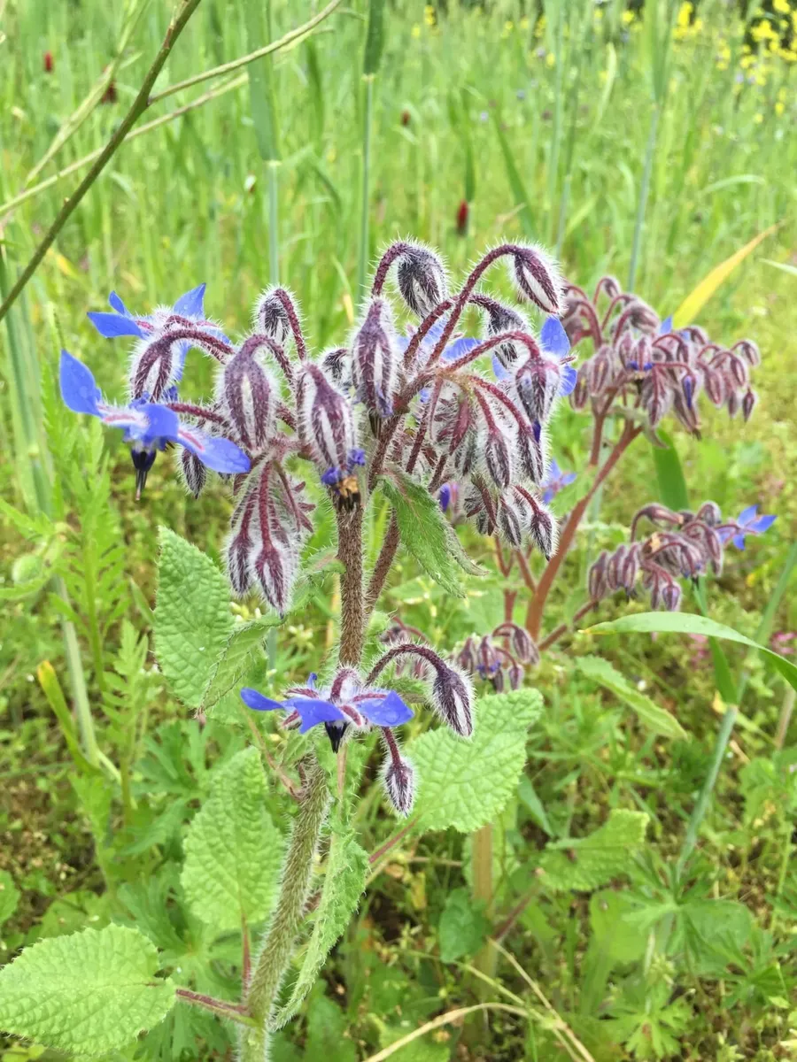 Cornfield annuals - Image 3