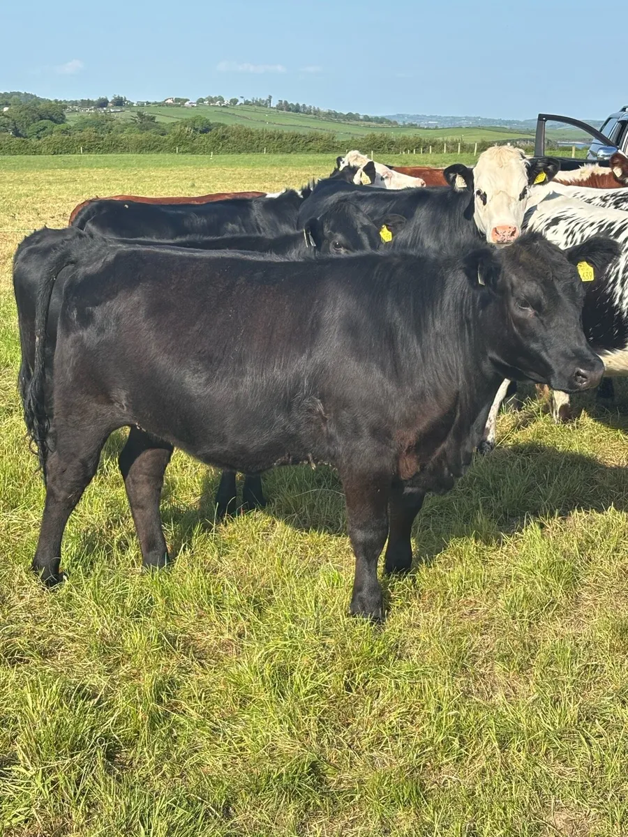 Pedigree Angus Heifer - Image 2
