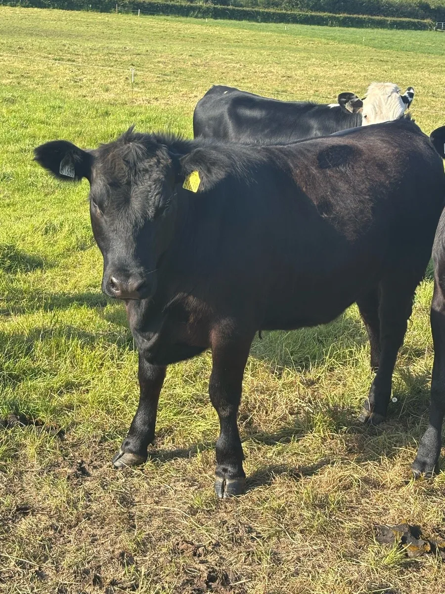 Pedigree Angus Heifer - Image 1