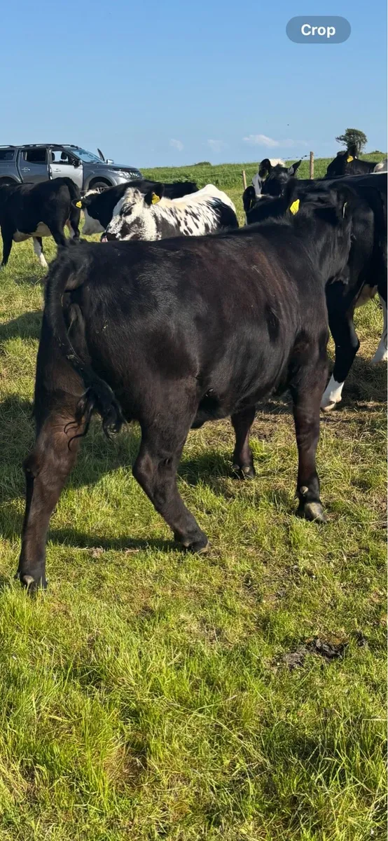 Pedigree Angus Heifer - Image 3