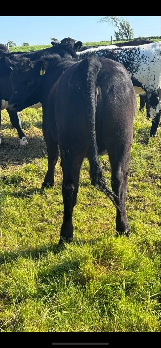 Pedigree Angus Heifer - Image 4