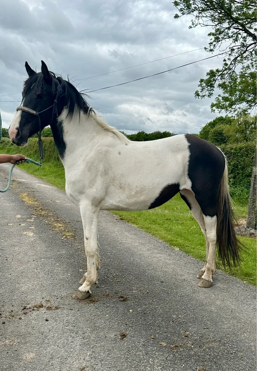 3 Year Old Mare - Image 1