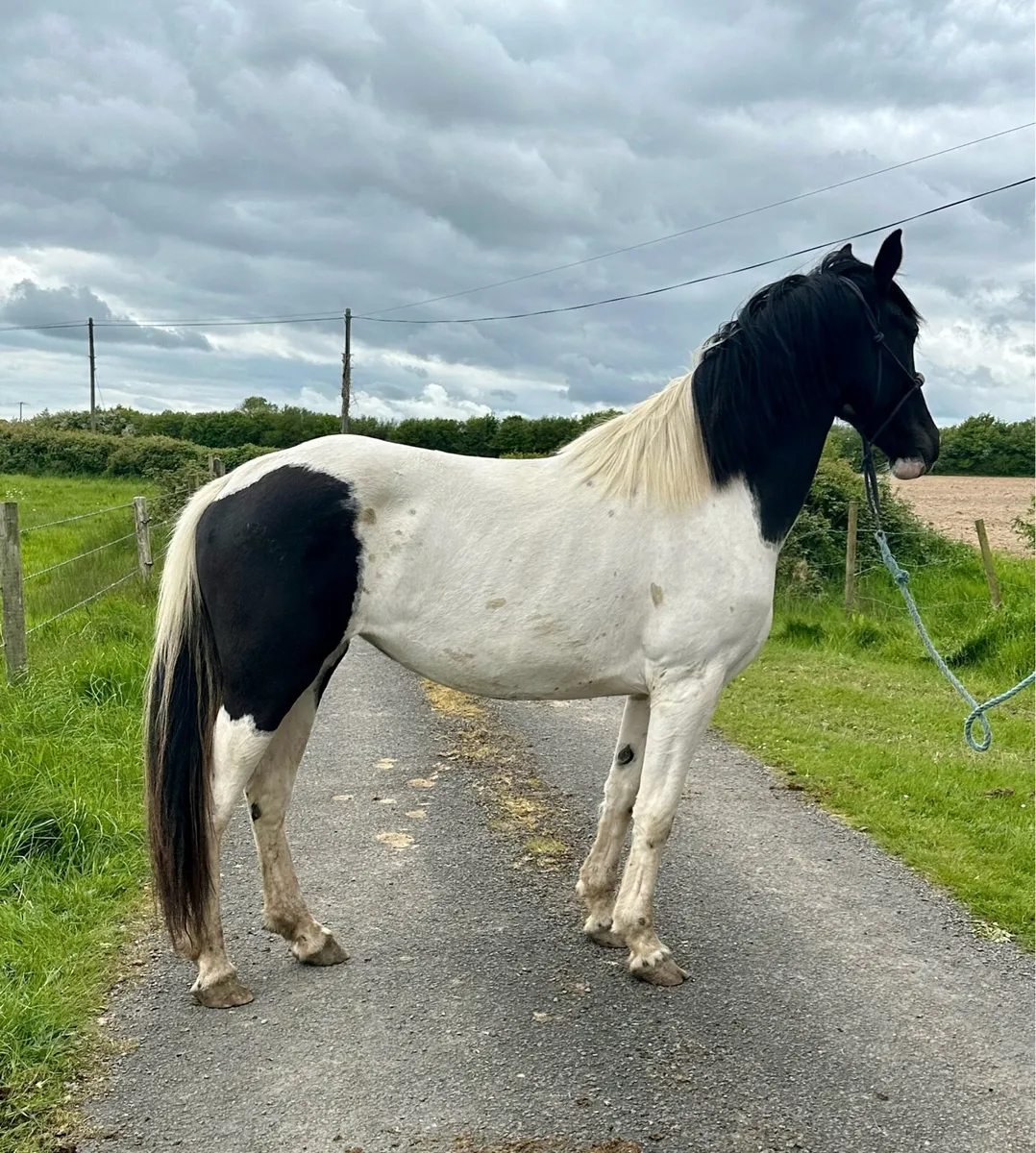 3 Year Old Mare - Image 2