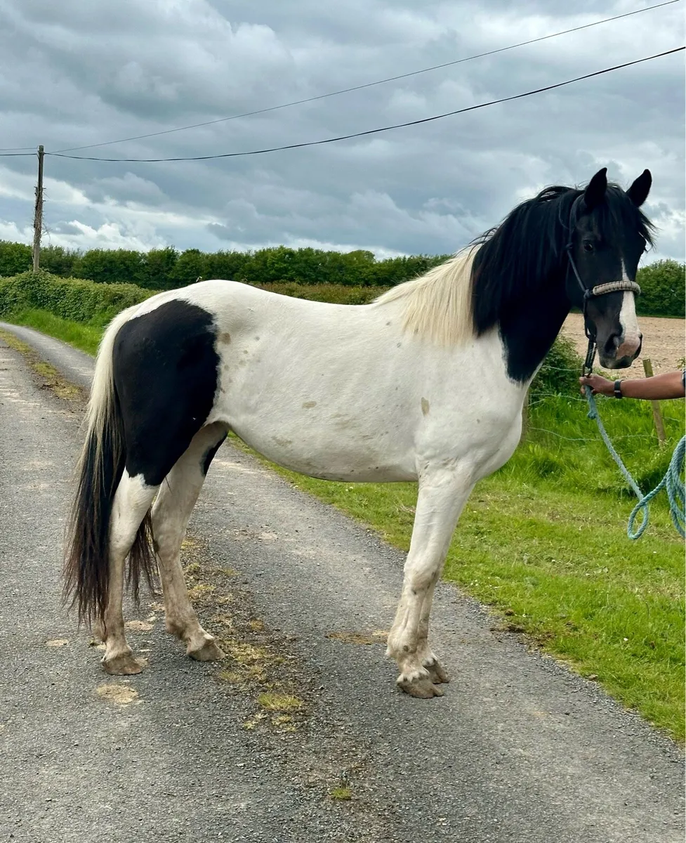 3 Year Old Mare - Image 3