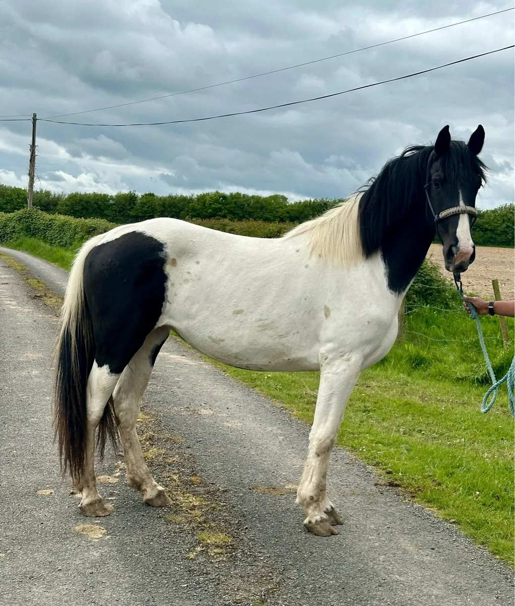 3 Year Old Mare - Image 4