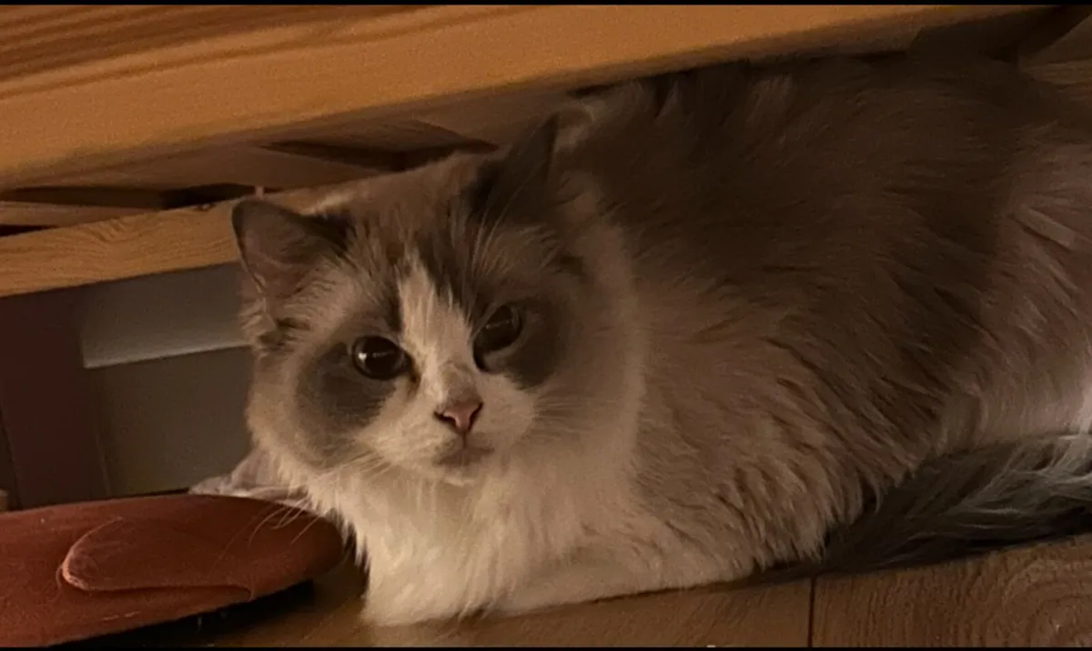 Ragdoll