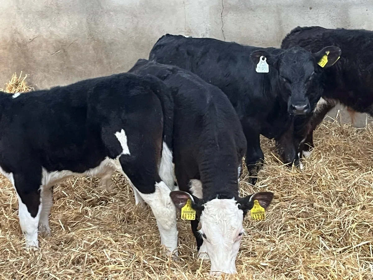 Super R Grade Hereford Bull Calves - Image 2