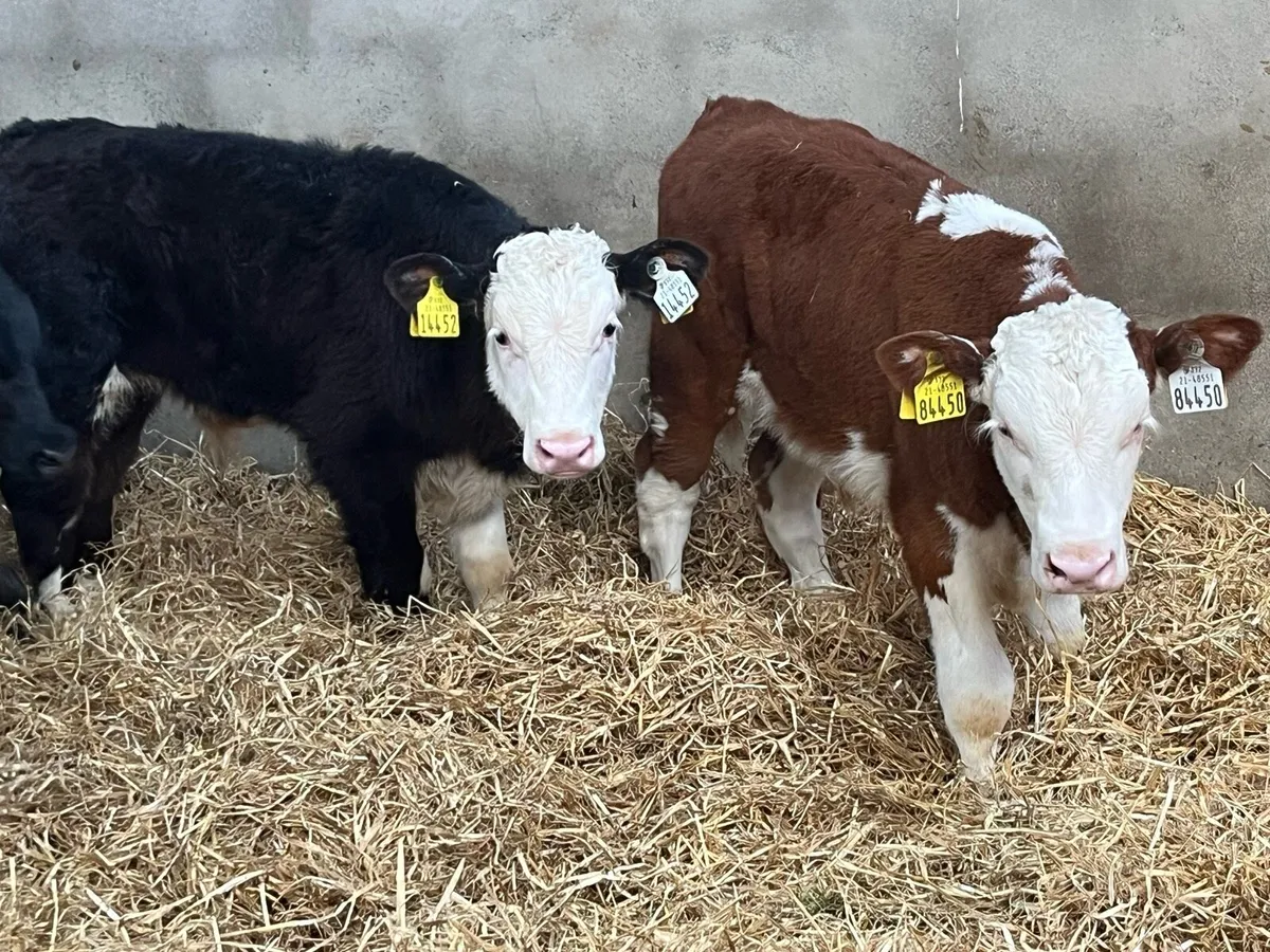 Super R Grade Hereford Bull Calves - Image 3