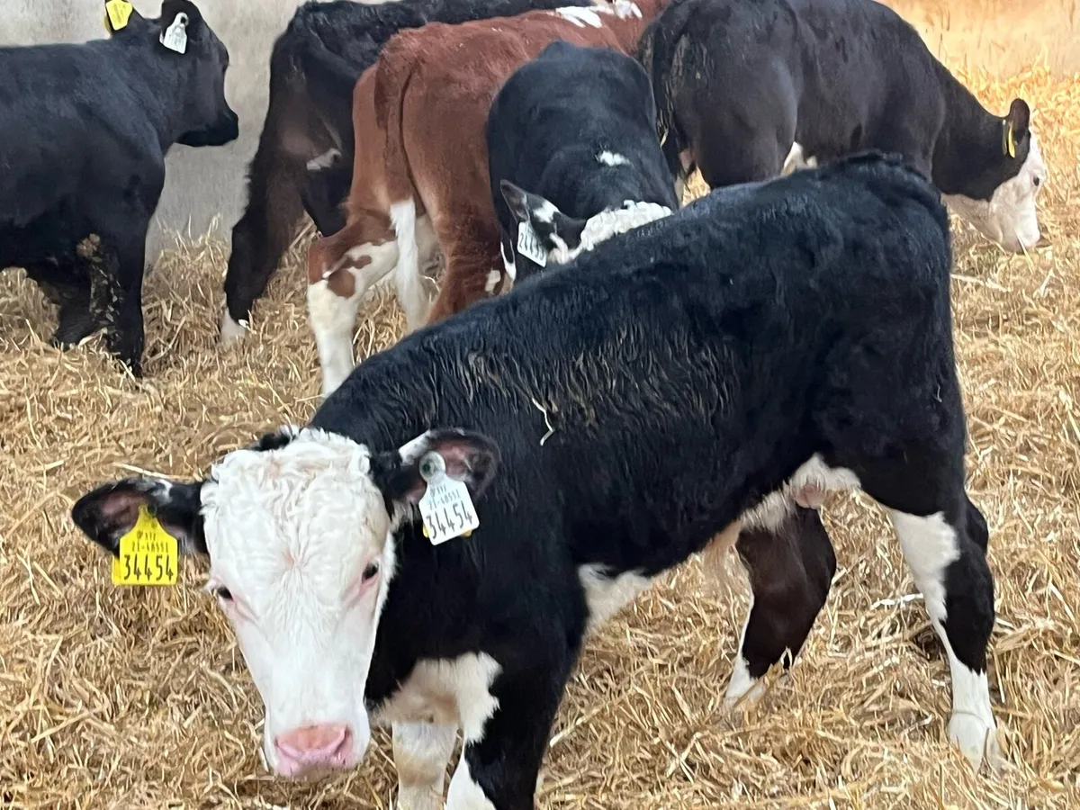 Super R Grade Hereford Bull Calves - Image 4