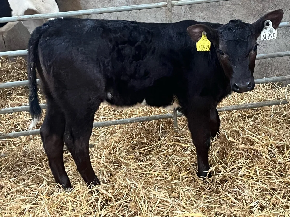 Super AA HE Heifer Calves - Image 2