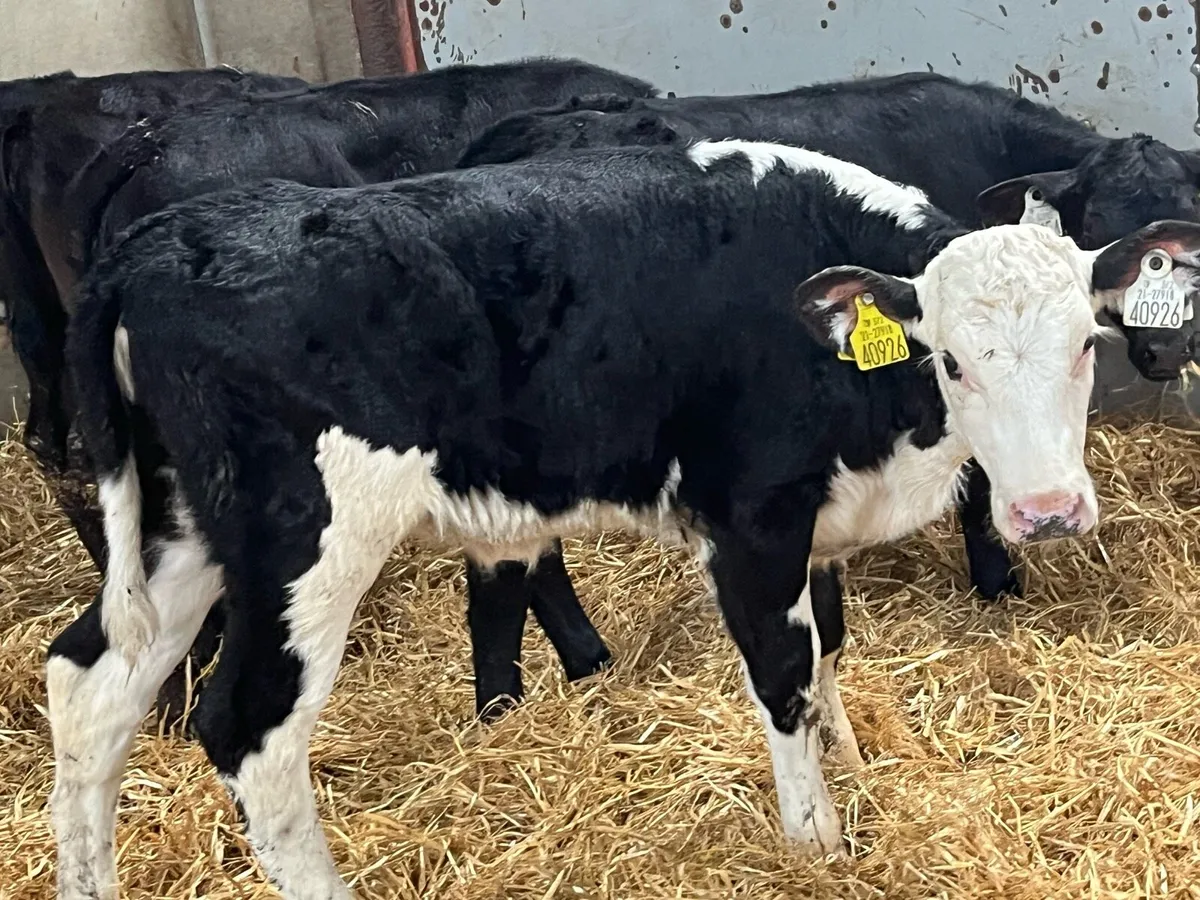 Super AA HE Heifer Calves - Image 3
