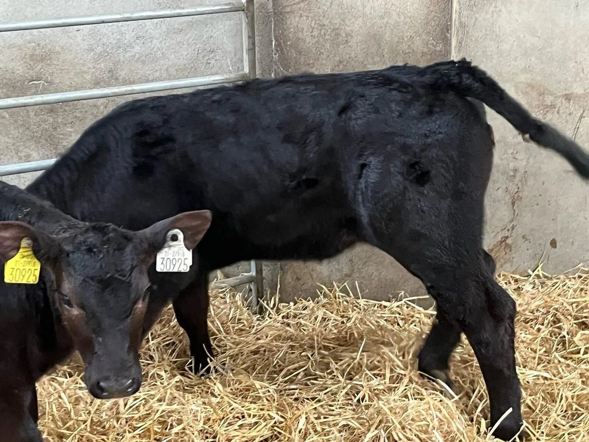 Super AA HE Heifer Calves - Image 4