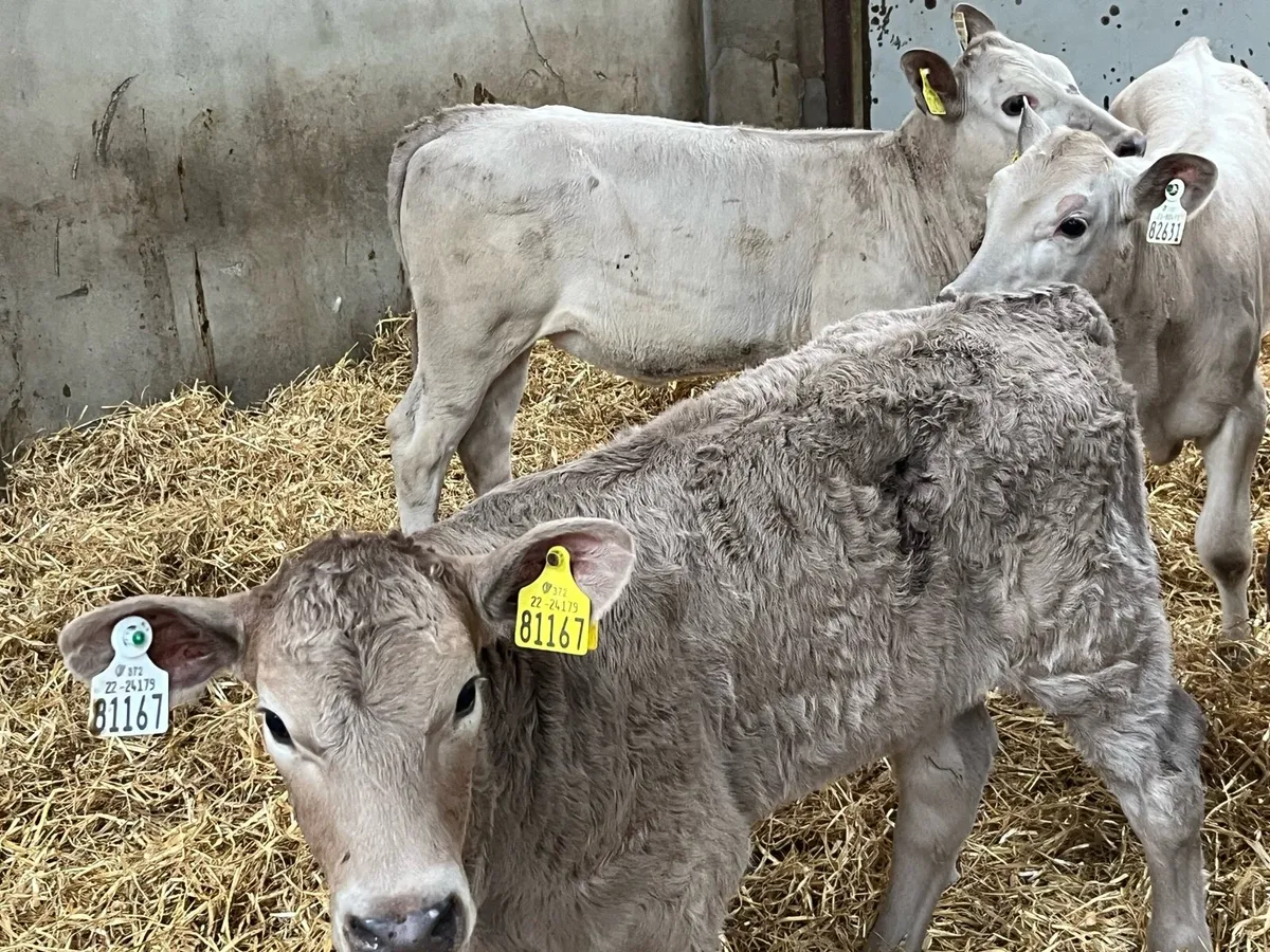 Reared Continental Heifer Calves - Image 4