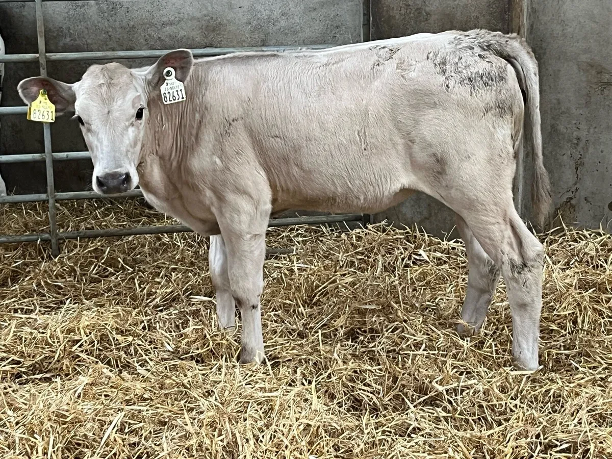 Reared Continental Heifer Calves - Image 1