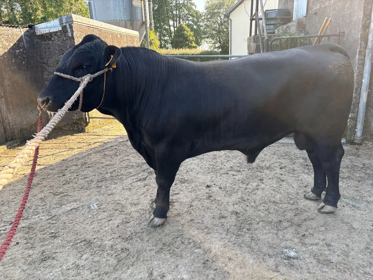 Pedigree Angus Bull - Image 1
